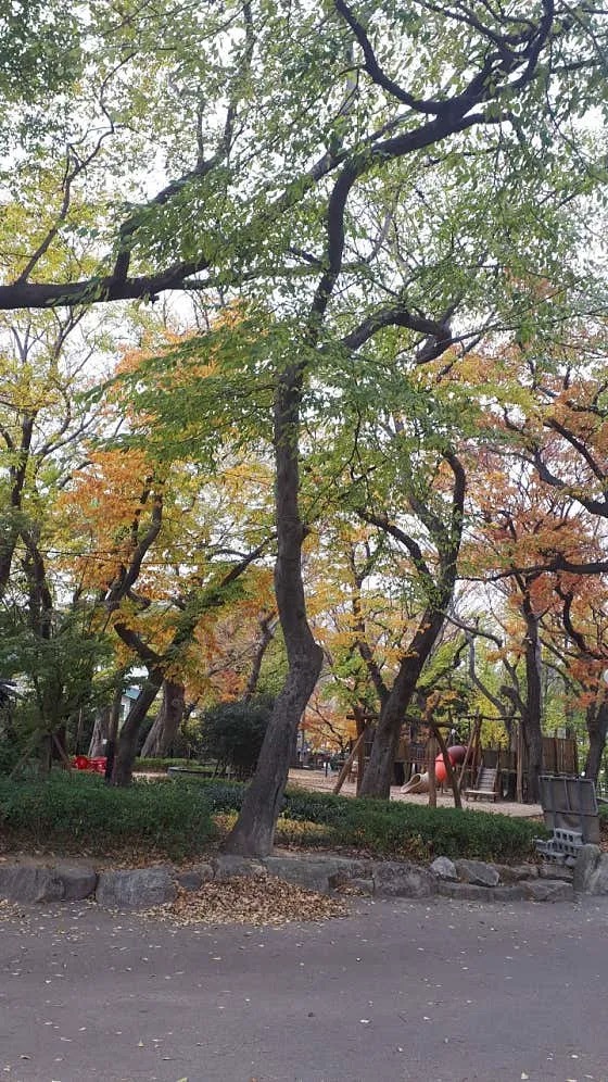 포구나무집